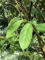 Aristolochia arborea