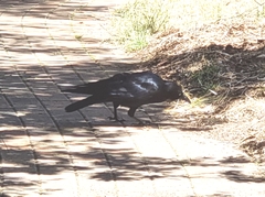 Corvus mellori