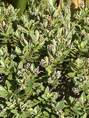 Veronica topiaria