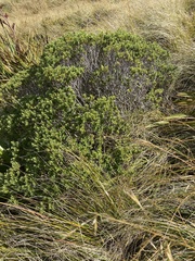 Veronica topiaria