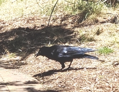 Corvus mellori