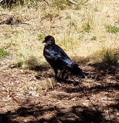 Corvus mellori