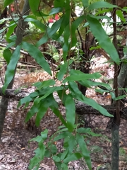 Lygodium articulatum