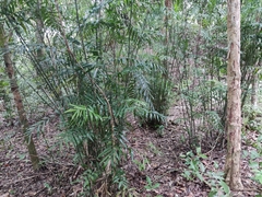 Chamaedorea seifrizii