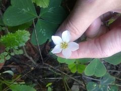 Oxalis