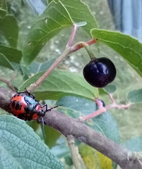 Brontocoris nigrolimbatus