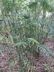 Chamaedorea seifrizii