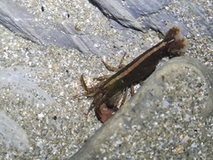 Betaeopsis aequimanus