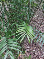 Chamaedorea seifrizii