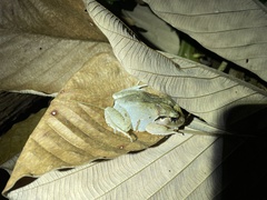 Craugastor megacephalus