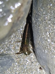 Betaeopsis aequimanus