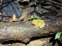 Craugastor megacephalus