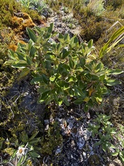 Brachyglottis elaeagnifolia