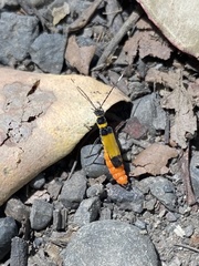 Chauliognathus imperialis