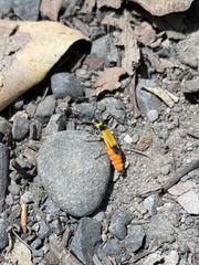 Chauliognathus imperialis