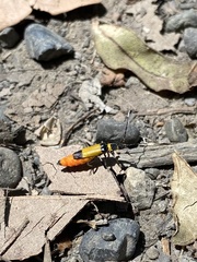 Chauliognathus imperialis