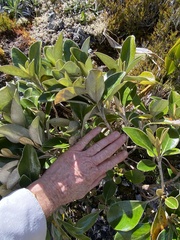 Brachyglottis elaeagnifolia