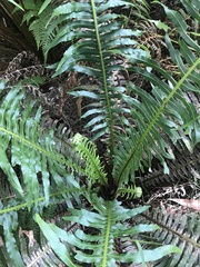 Blechnum nudum