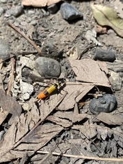 Chauliognathus imperialis