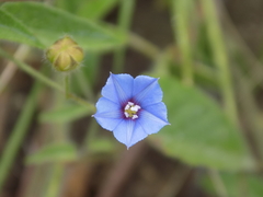 Jacquemontia evolvuloides