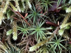 Polytrichum commune