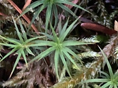Polytrichum commune