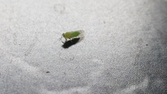 Platycorypha nigrivirga