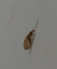Hemerobius