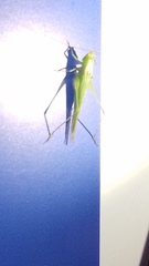 Conocephalus longipes