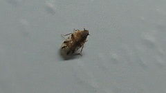 Cixiosoma bonaerense