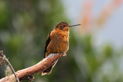 Aglaeactis cupripennis