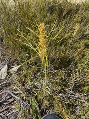 Aciphylla anomala