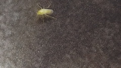 Platycorypha nigrivirga