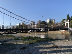 Chroicocephalus ridibundus