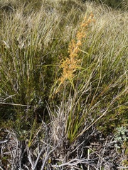 Aciphylla anomala
