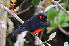 Anisognathus igniventris