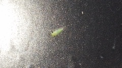 Platycorypha nigrivirga