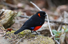 Anisognathus igniventris