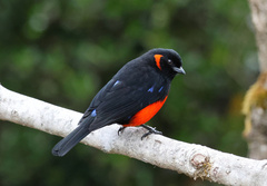 Anisognathus igniventris