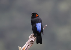 Anisognathus igniventris