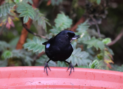 Diglossa lafresnayii