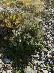 Brachyglottis bidwillii