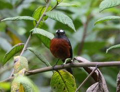 Ochthoeca cinnamomeiventris