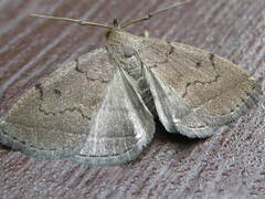 Zanclognatha protumnusalis