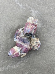 Megabalanus