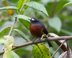 Ochthoeca cinnamomeiventris