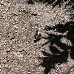 Limenitis weidemeyerii