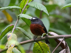 Ochthoeca cinnamomeiventris