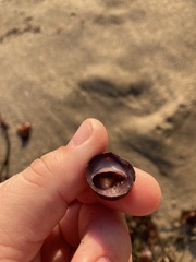 Crepidula adunca