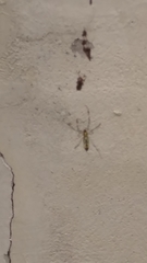 Trichonephila clavata